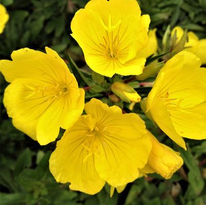 Oenothera fruiticosa 