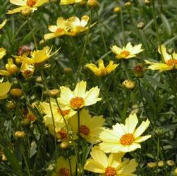 Coreopsis ver. 'Full Moon Big Bang' Coreopsis ver. 'Full Moon Big Bang'
