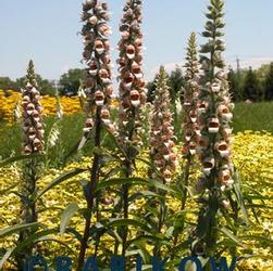 Digitalis fer. 'Gigantea' Digitalis fer. 'Gigantea'