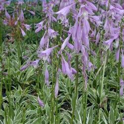 Hosta x 'Ginko Craig' Hosta x 'Ginko Craig'