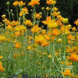 Trollius chi. 'Golden Queen' Trollius chi. 'Golden Queen'