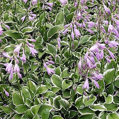 Hosta x Golden Tiara