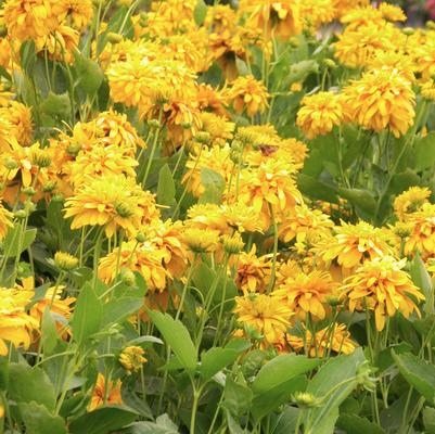 Rudbeckia lac. 'Goldquelle' Rudbeckia lac. 'Goldquelle'