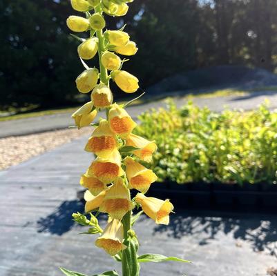 Digitalis grandiflora 