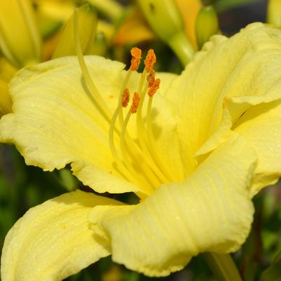 Hemerocallis Happy Returns