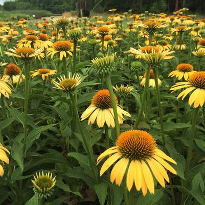 Echinacea Big Sky Harvest Moon Big Sky