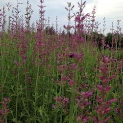 Agastache 'Heatwave' Agastache 'Heatwave'