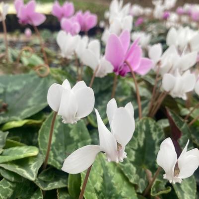 Cyclamen hederifolium 