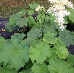 Rodgersia henrici Rodgersia henrici