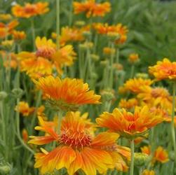 Gaillardia 'Arizona Apricot' Gaillardia 'Arizona Apricot'