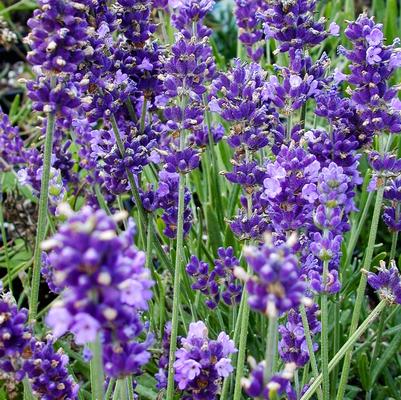 Lavandula ang. Hidcote