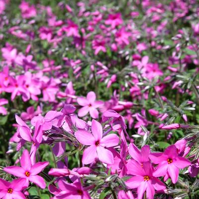 Phlox sto. Home Fires