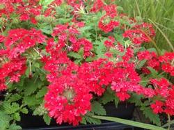 Verbena can. 'Homestead Red' Verbena can. 'Homestead Red'