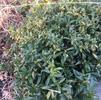 Sarcococca hoo. 'var. humilis' Sarcococca hoo. 'var. humilis'