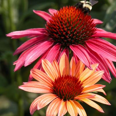 Echinacea 'Hot Summer' Echinacea 'Hot Summer'
