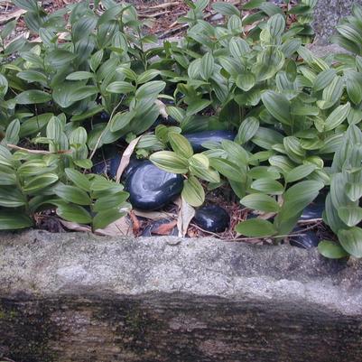 Polygonatum humile 
