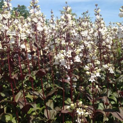 Penstemon dig. Husker Red