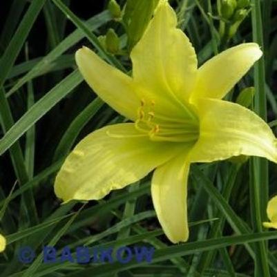 Hemerocallis 'Hyperion' Hemerocallis 'Hyperion'