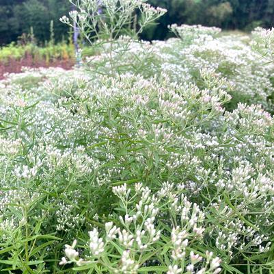 Eupatorium hyssopifolium 