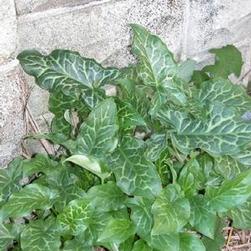 Arum ita. 'Pictum' Arum ita. 'Pictum'