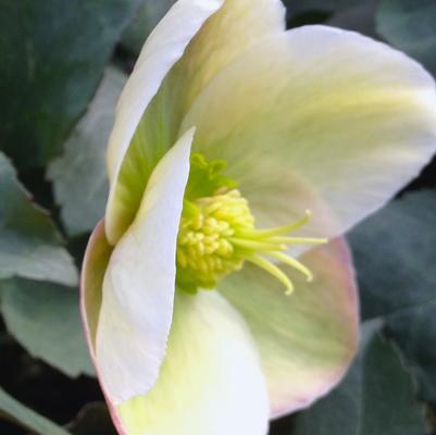 Helleborus Ivory Prince