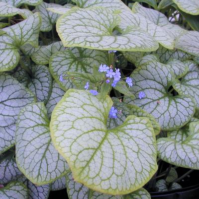 Brunnera Jack Frost