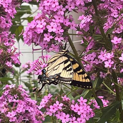 Phlox pan. Jeana