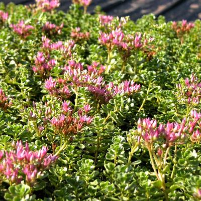 Sedum spu. John Creech