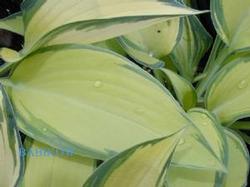 Hosta x 'June' Hosta x 'June'