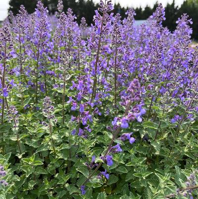 Nepeta faa. Junior Walker