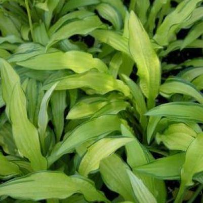 Hosta Kabitan