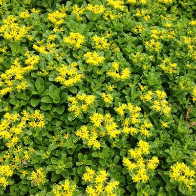 Sedum kamtschaticum 