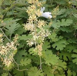 Macleaya cordata Macleaya cordata