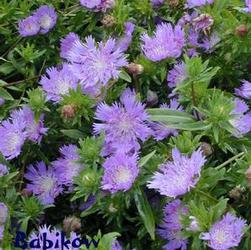 Stokesia lae. 'Klaus Jelitto' Stokesia lae. 'Klaus Jelitto'