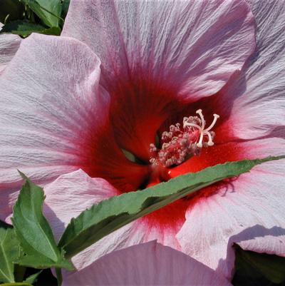 Hibiscus Lady Baltimore