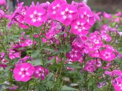 Phlox pan. 'Laura' Phlox pan. 'Laura'