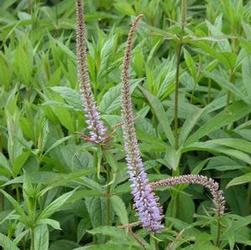 Veronicastrum vir. 'Lavender Towers' Veronicastrum vir. 'Lavender Towers'
