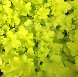 Heuchera x Lime Marmalade