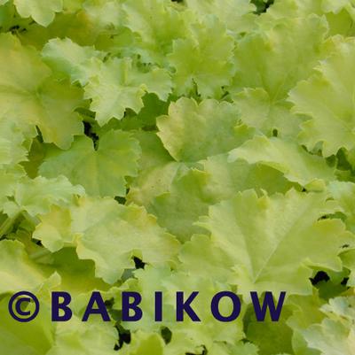 Heuchera x Lime Rickey