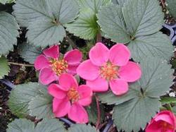 Fragaria 'Lipstick' Fragaria 'Lipstick'