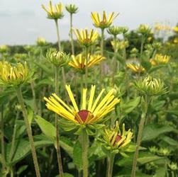 Rudbeckia sub. 'Little Henry' Rudbeckia sub. 'Little Henry'