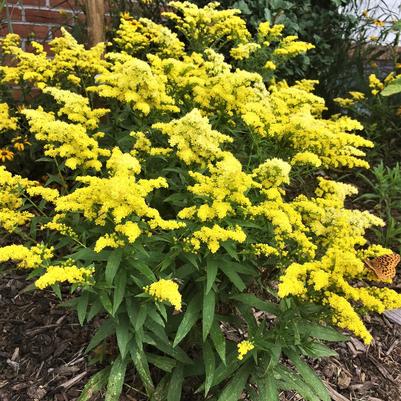 Solidago Little Lemon