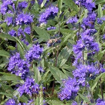 Caryopteris Longwood Blue