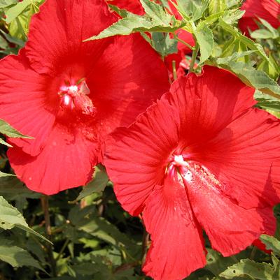 Hibiscus Lord Baltimore