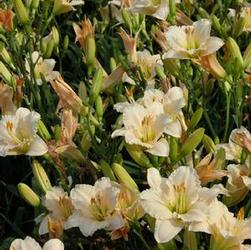 Hemerocallis 'Lullabye Baby' Hemerocallis 'Lullabye Baby'