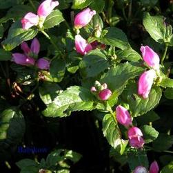 Chelone lyonii Chelone lyonii