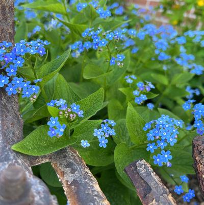 Brunnera macrophylla 