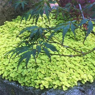 Sedum mak. Ogon