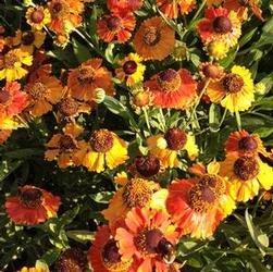 Helenium 'Mardi Gras' Helenium 'Mardi Gras'