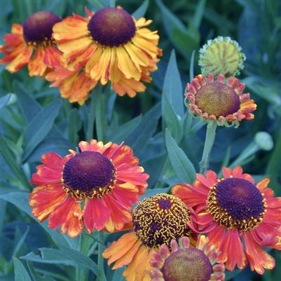 Helenium 'Mariachi Fuego' Helenium 'Mariachi Fuego'